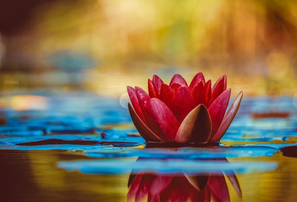 selective-focus-photography-of-red-waterlily-flower-in-bloom-2302908